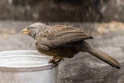 babbler,热带雨林,美,褐色,水平画幅,无人,噪声,鸟类,户外,特写