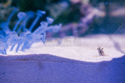 海洋,鱼类,晚礼服海胆,绿鳃鱼,鳜鱼,小丑鱼,珊瑚色,鱼缸,水平画幅,橙色