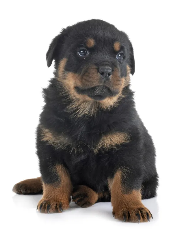 罗威纳犬 小狗 宠物 纯种犬 背景分离 法国 垂直画幅 图像 狗 巨大的图片素材下载 稿定素材 罗威纳犬 小狗 宠物 纯种犬 背景分离 法国 垂直画幅 图像 狗 巨大的图片素材下载 稿定素材
