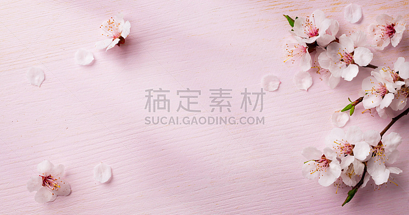 五月花 五月花图片 五月花素材下载 稿定素材 五月花 五月花图片 五月花素材下载 稿定素材