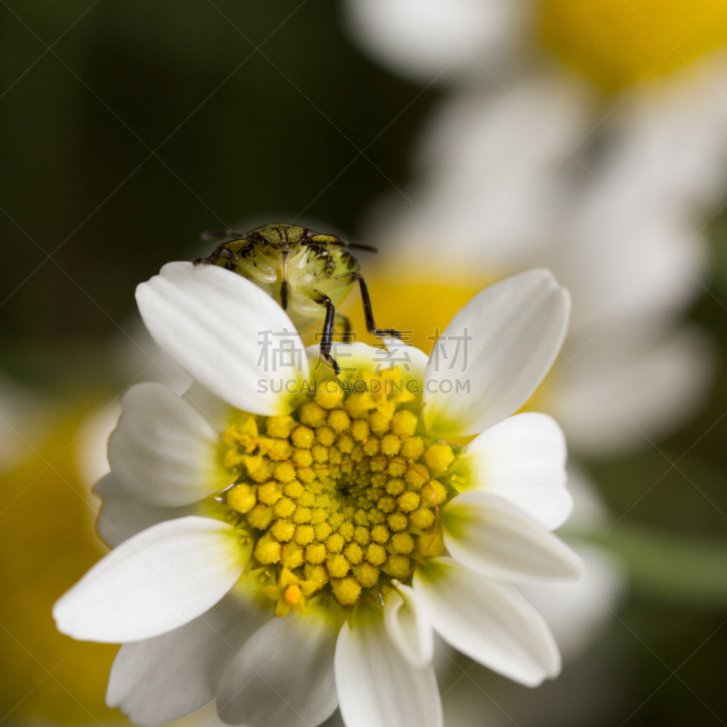 鹭管鱼,绿色,无脊椎动物,无人,2015年,大特写,园林,green shield bug,方形画幅,昆虫