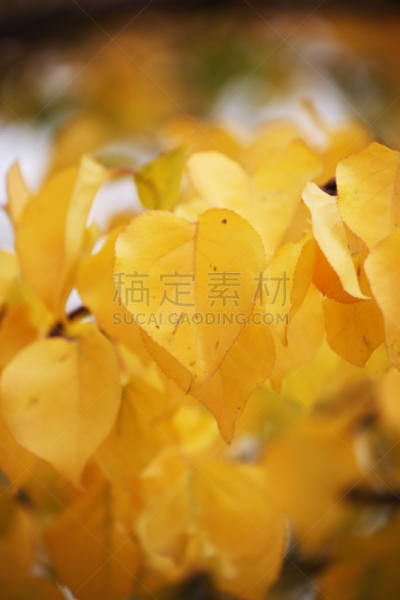 秋天,背景,垂直画幅,风,枝繁叶茂,干的,四季,花束,彩色图片