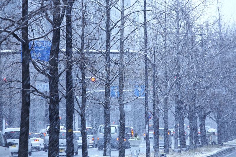 御堂筋,大阪府,雪,中央区,大阪市,银杏,暴风雨,水平画幅,无人,路