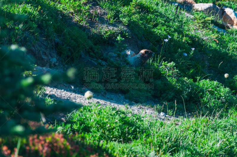 草,旱獭,石头,华盛顿州,野生动物,肖像,雪,哺乳纲,动物,杜鹃花属