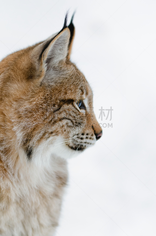 幼小动物,山猫,注视镜头,垂直画幅,野生猫科动物,野生动物,雪,猫科动物,野外动物,肖像