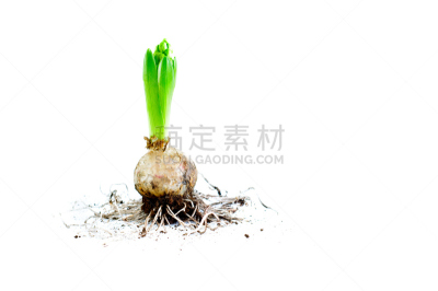 仅一朵花,根部,花鳞茎,风信子,水平画幅,沙子,泥土,户外,园艺师,植物