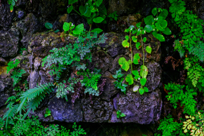 绿色,园林,西班牙,植物群,拥挤的,特内里费岛,水,兰花,枝繁叶茂,夏天
