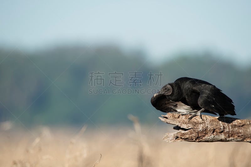 金毛拉布拉多猎犬,迈阿卡国家公园,野生动物,水平画幅,无人,鸟类,野外动物,户外,佛罗里达,冬天