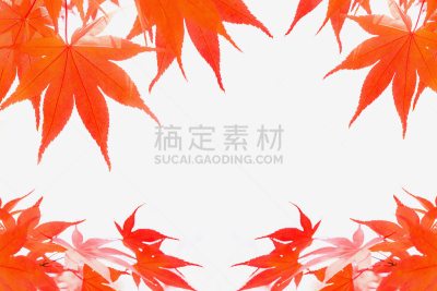 秋天,叶子,枫叶,白色背景,分离着色,纹理效果,枝繁叶茂,干的,明亮,橙色