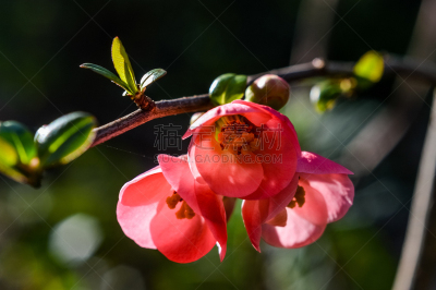 温柏,花朵,太阳,皱皮木瓜,茶花,美,留白,水平画幅,无人,纯净