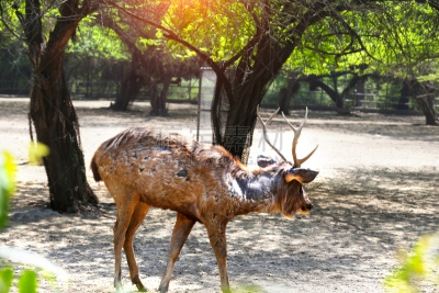 brow-antlered deer,自然,轮峰菊,长耳鹿,雄鹿,褐色,水平画幅,曙暮光,野外动物,户外