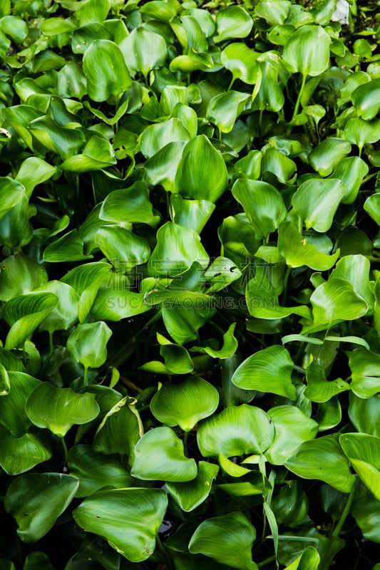 凤眼莲,浮萍,风信子,垂直画幅,水生植物,无人,夏天,特写,淡水,植物