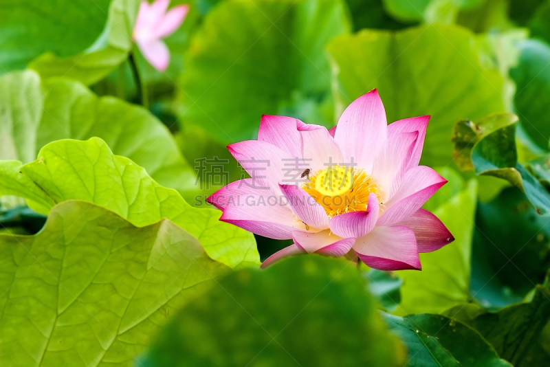 荷花,池塘,粉色,自然美,九份,咖啡馆,旅游目的地,水平画幅,山,夜晚