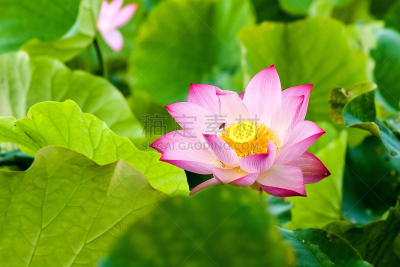 荷花,池塘,粉色,自然美,九份,咖啡馆,旅游目的地,水平画幅,山,夜晚