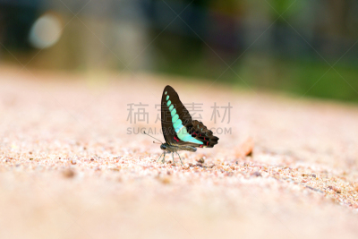 矿物质,咬过,僵鸟,鹭管鱼,快艇车,蝴蝶,自然,野生动物,水平画幅,热带雨林