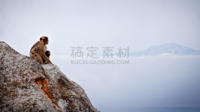 直布罗陀,猕猴,猴子,儿童,巴巴利羊,褐色,水平画幅,户外,齿轮,羊羔
