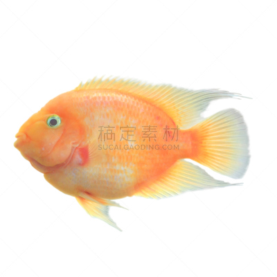 生食,罗非鱼,红色,肉汁,白色背景,分离着色,无人,水下,膳食,海产