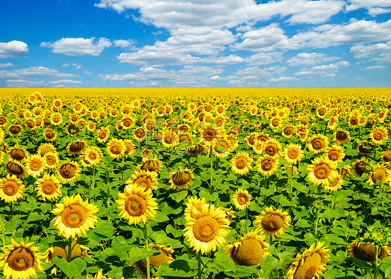 向日葵,自然,黄色,季节,自由,图像,草,无人,夏天,户外