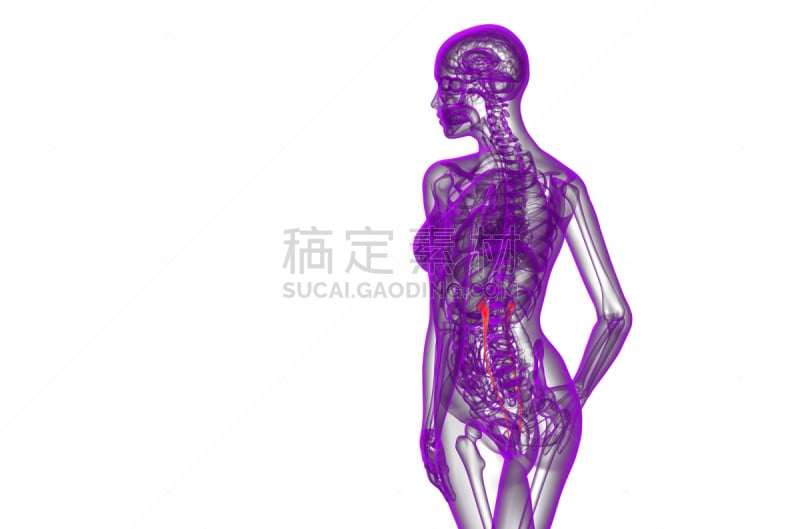 健康保健,输尿管,三维图形,绘画插图,生物学,人,图像,x光片