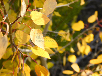 秋天,白杨叶,黄色,自然,水平画幅,无人,白杨类,彩色背景,布瑞金利吉,枝