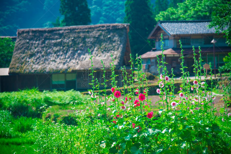 日本,农舍,富山县,农场,2018,夏天,户外,晴朗,城市,亚洲