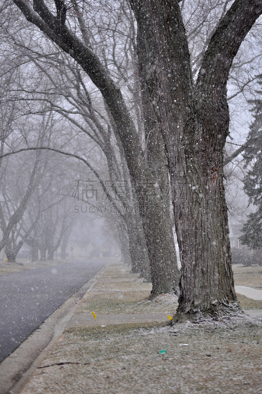 雪,垂直画幅,气候,郊区,芝加哥市,草坪,北美,秃树,白色,十二月