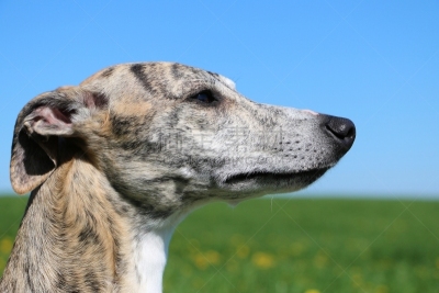 肖像,动物头,视猎犬,可爱的,纯种犬,背景分离,灰猎犬,狗,草,动物
