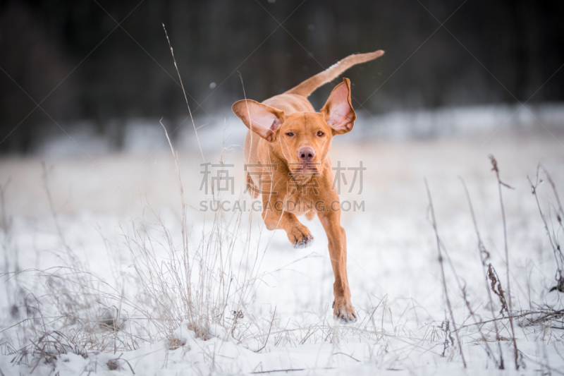 维希拉猎犬,雪,幸福,波音达猎犬,猎犬,敏捷,美,水平画幅,户外,自由