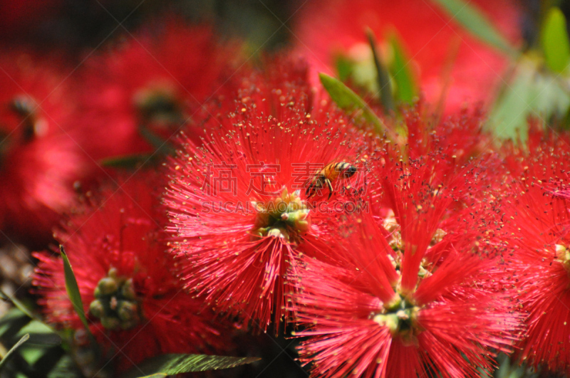 天花菜,蜜蜂,佩塔提克瓦,大黄蜂,野生动物,水平画幅,无人,红色,春天,植物