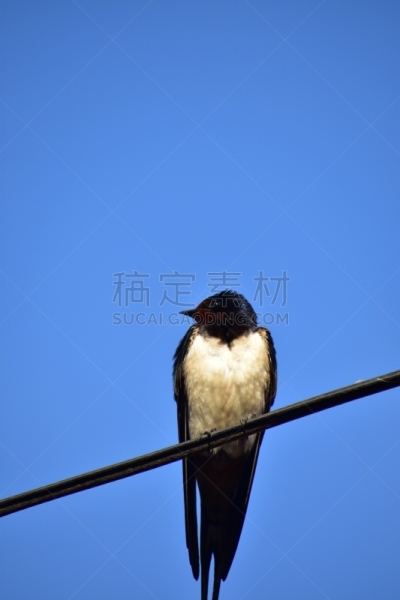燕子,欧洲,电缆,自然,垂直画幅,野生动物,水平画幅,无人,蓝色,鸟类