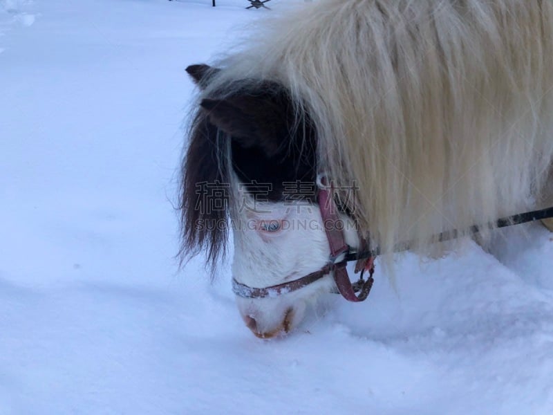 马,雪,乐趣,鞍马,有蹄哺乳动物,小马,马属,小的,动物,动物习性