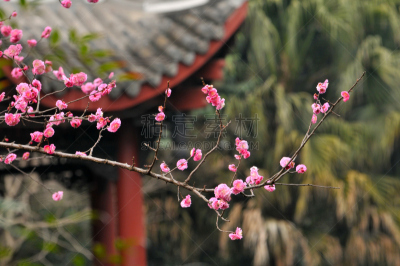 李子,红色,春天,chinese temple dog,花蕾,嫩枝,樱桃,枝,花头,花瓣