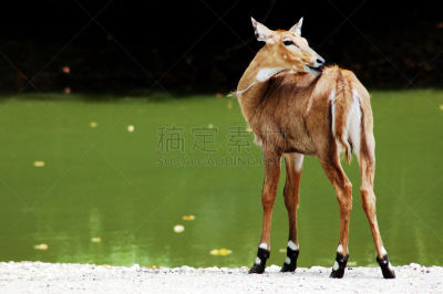 轴鹿,水平画幅,斑点,人,野外动物,户外,野生植物,梅花鹿,鹿,哺乳纲