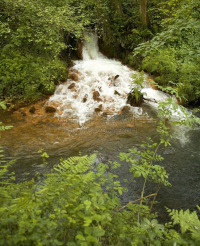 forest of dean,英国,格洛斯特郡,垂直画幅,美,公园,枝繁叶茂,无人,英格兰,户外
