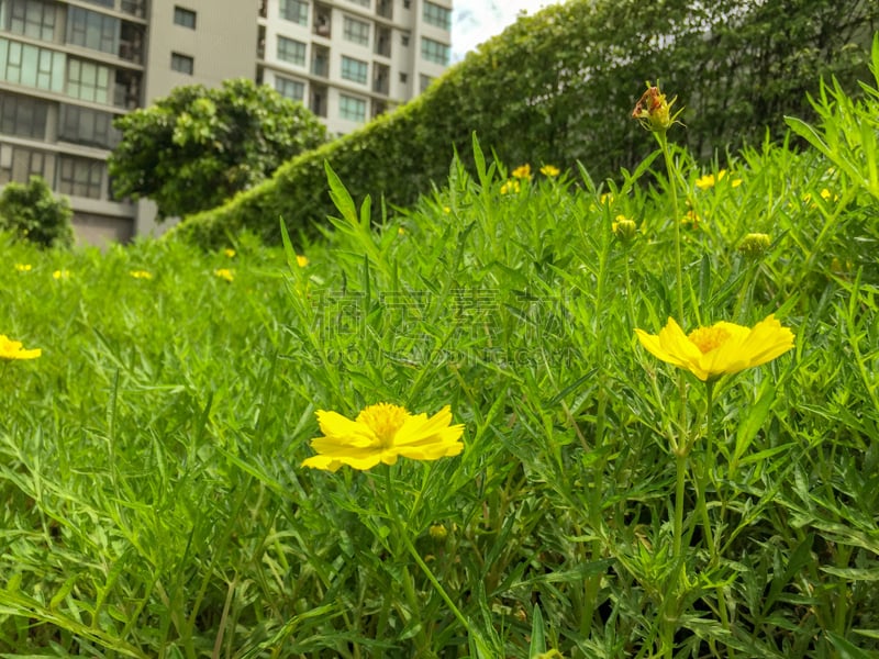 自然,大波斯菊,特写,早晨,硫磺,背景,活力,农业,清新,环境