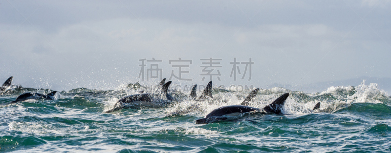 海豚,海洋,长吻真海豚,（鲸）用尾叶拍打水面,海豚群,真海豚,背鳍,动物鳍,水,水平画幅