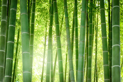 竹林,水平画幅,枝繁叶茂,无人,纯净,东亚,夏天,户外,植物,东京