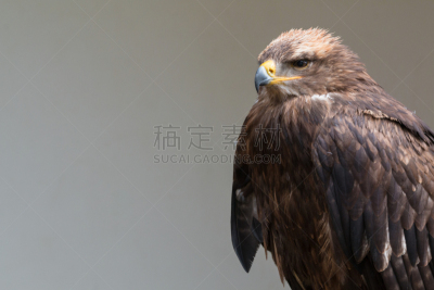 草原鹰,猎鹰,鹰,褐色,食肉鸟,水平画幅,符号,鸟类,动物身体部位
