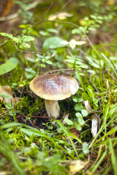 蘑菇,伞形毒菌,牛肝菌,自然,垂直画幅,郊区,秋天,无人,苔藓,特写