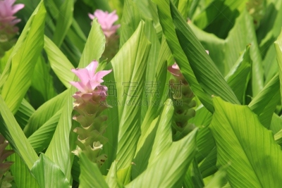 热带的花,泰国,姜黄色的猫,自然,水平画幅,无人,户外,生姜,百合花,姜黄