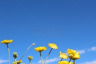二十九棵棕榈,搅拌机,晚樱科,国境线,活力,浪漫,花的组成部分,沙漠,户外,诗人