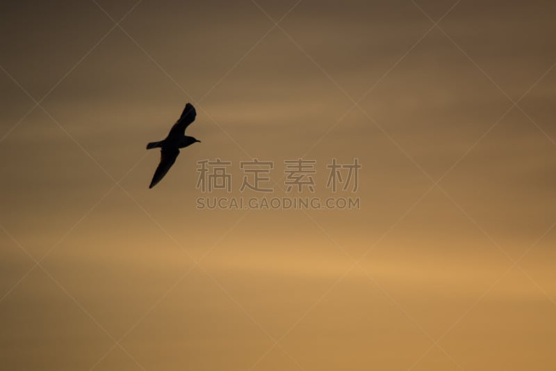 海鸥,天空,在上面,橙色背景,彩色背景,天堂,水平画幅,无人,2015年,户外