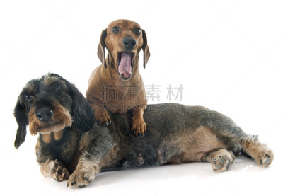 两只动物,腊肠犬,钢毛德国猎犬,吠狗,水平画幅,进行中,古老的,雌性动物,成年的,狗