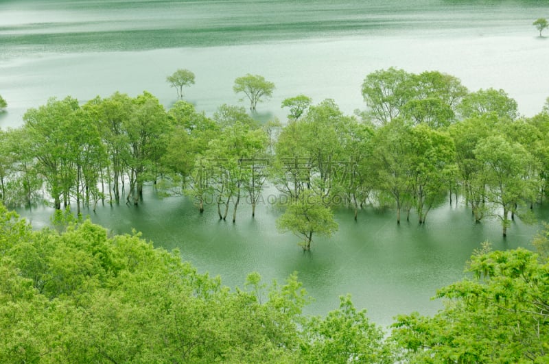 柳树,山形县,东北片区,东北方向,自然,水,水平画幅,绿色,地形,无人