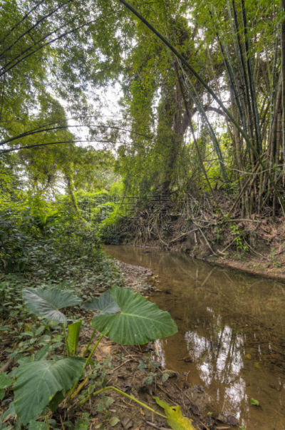 Bosque Monzónico Tropical  4