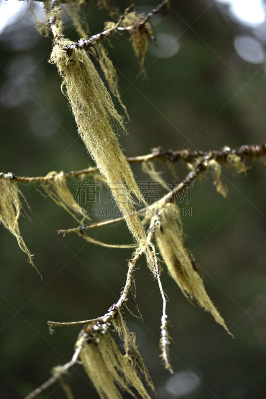 络腮胡子,枝,杉树,老年男人,欧洲赤松,垂直画幅,固定的,符号,苔藓,户外