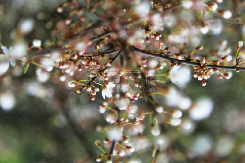 樱桃树,留白,里山,水平画幅,樱花,无人,户外,开花时间间隔,花蕾,阳光光束