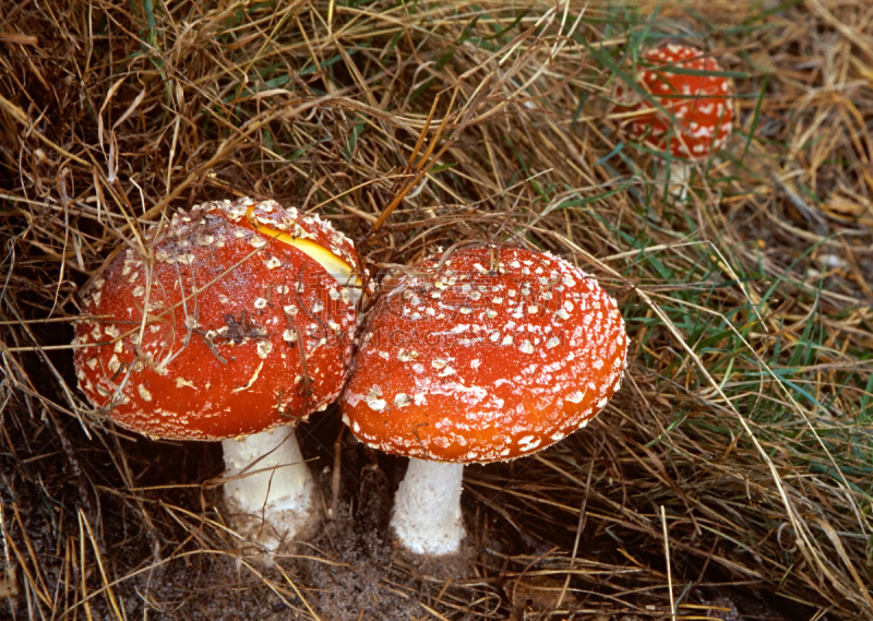 红色,帽子,水平画幅,半空中,人群,夏天,瓷样伞菇,组物体,户外,草