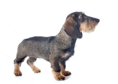 小狗,钢毛德国猎犬,褐色,纯种犬,水平画幅,小的,无人,白色背景,姿态优美,一只动物