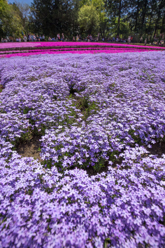 草夹竹桃属,羊山公园,侧面视角,花头,一个物体,垂直画幅,樱花,石楠,无人,蓝色